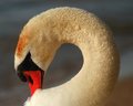 Swan