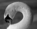 Swan B&W