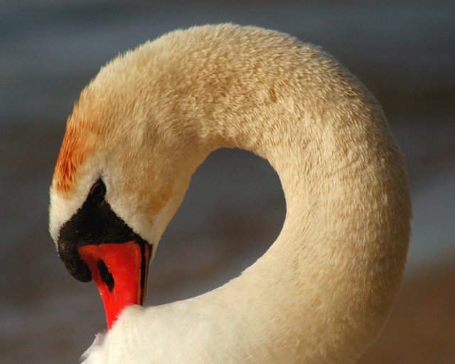 Swan