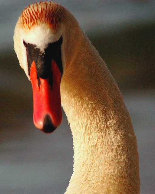 The Gaze