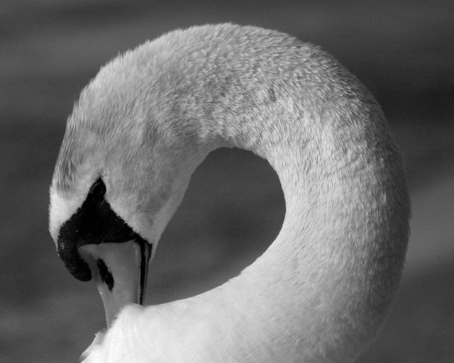 Swan B&W