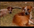 Day 10 - Penny and Patch