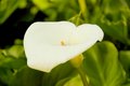 Calla Lily