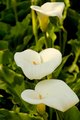 Calla Lillies