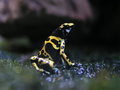 Poison Arrow Frog