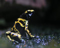 Poison Arrow Frog