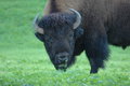 Bison in Camp at Catalina Island Marine Institute 2