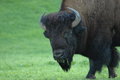 Bison in Camp at Catalina Island Marine Institute