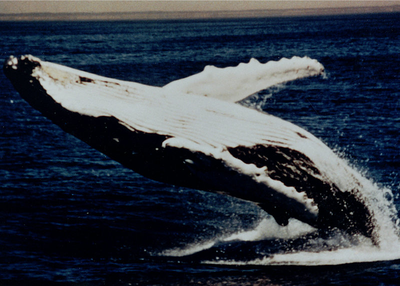 Breeching Humpback