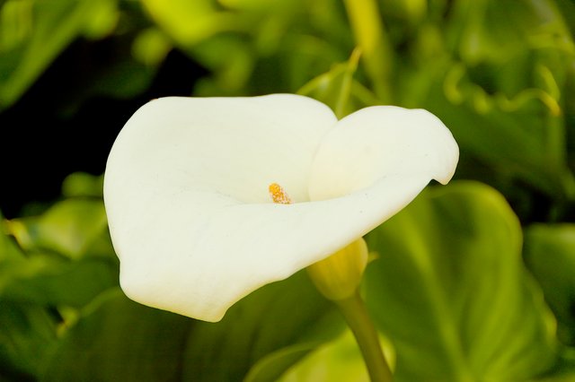 Calla Lily