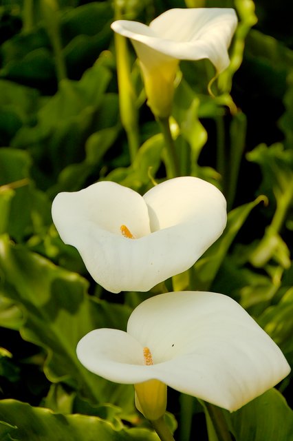 Calla Lillies