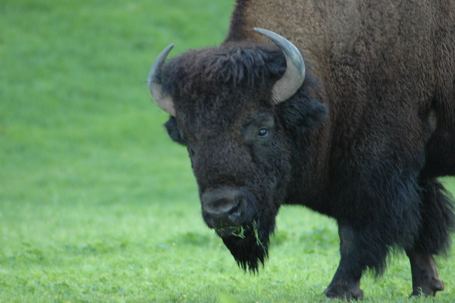 Bison in Camp at Catalina Island Marine Institute