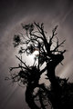Tree Silhouette