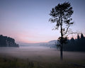 Fog on the Meadow