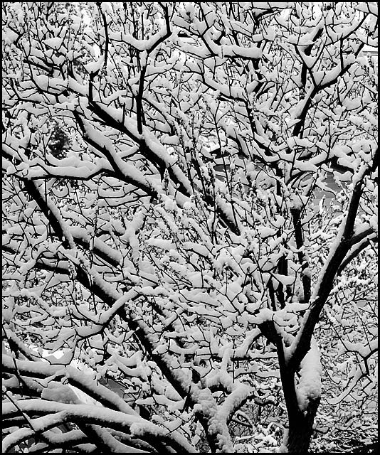 Snow Patterns