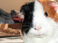 Daily-Pig-032606.jpg
