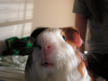 Daily-Pig-041206.jpg