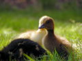 Dual Duck Heads.jpg