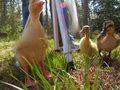 Almost an awesome duck photo.jpg