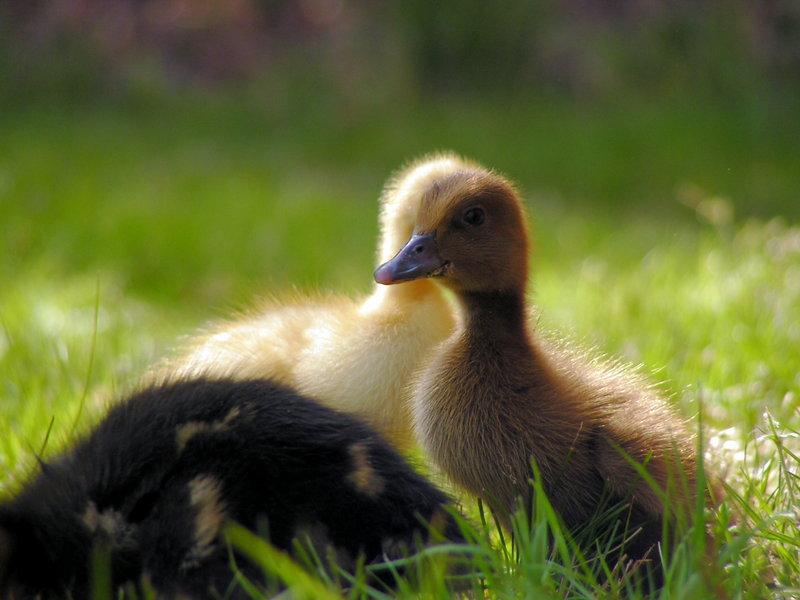 Dual Duck Heads.jpg