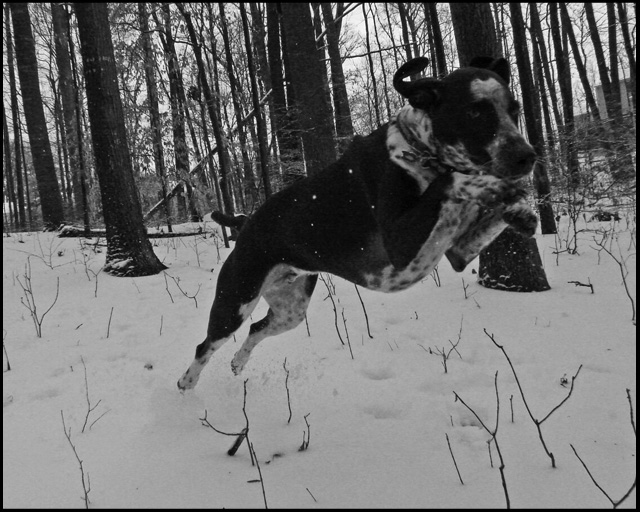 Day 14 - Super Dog