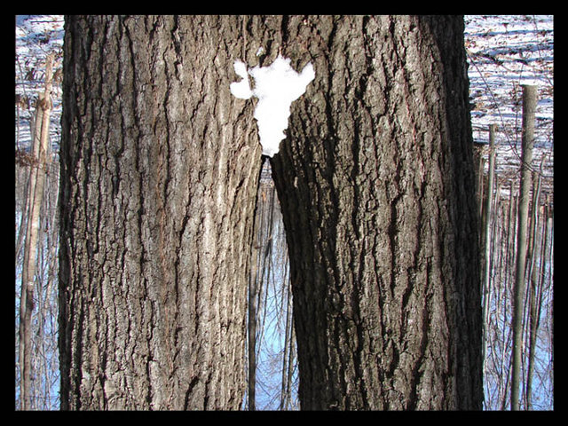 Day 08b - Wood