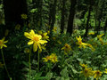 Heartleaf Arnica