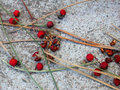 Needles & Berries II