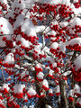Snow-Capped Berries