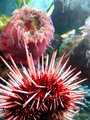Anenome