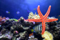 Starfish Suspension