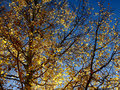 Aspen Gold in Late October