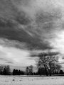 Trees Outtake