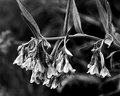Day 19: Blue Bells