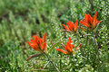 Orange Paintbrush I