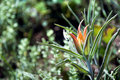 Orange Paintbrush II