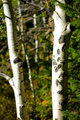 Aspen Trunks