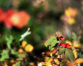 Three Rosehips