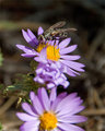 Aster and Fly