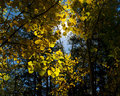 Aspen Glow