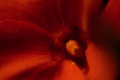 Impatiens