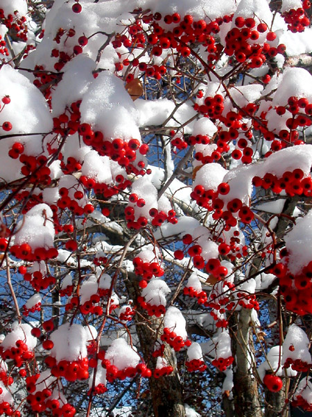 Snow-Capped Berries