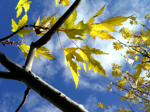 Sunny October Maple