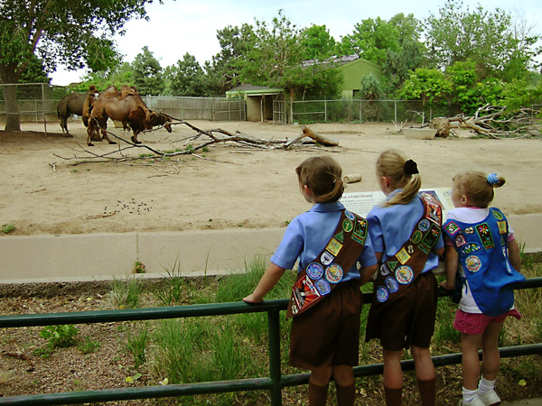 Looking at the Camels