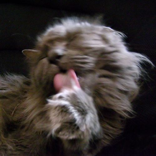 Lick