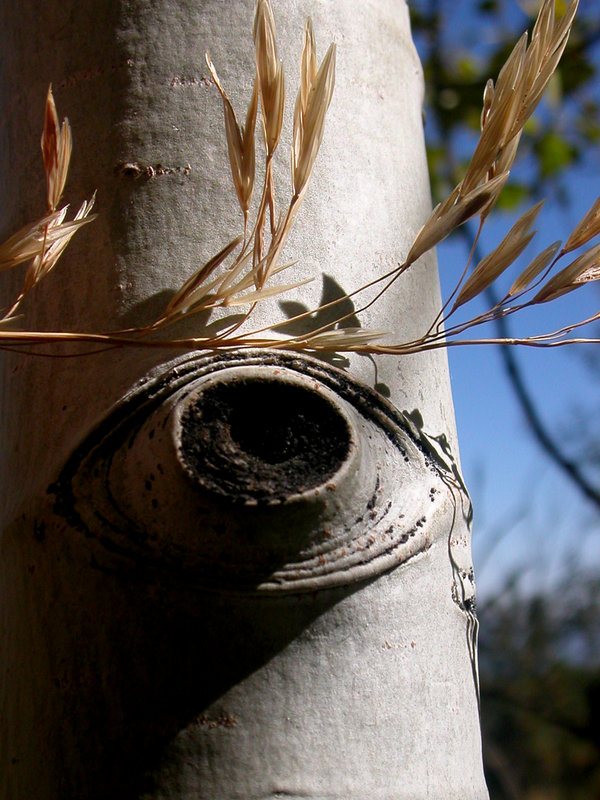 the_tree_that_sees.JPG