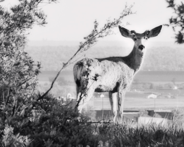 Day 12: Mule Deer