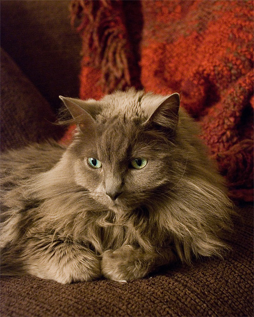 Fancy Schmancy