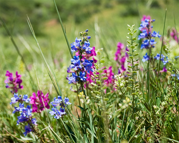Penstemon