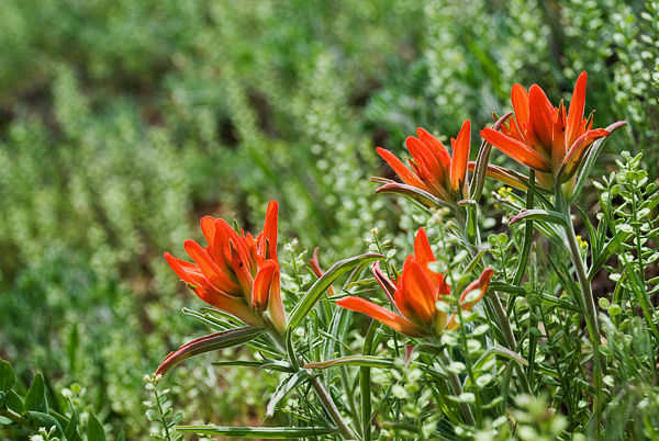 Orange Paintbrush I